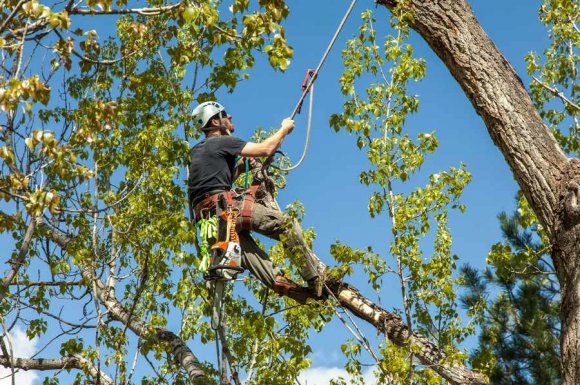 Entreprise professionnelle pour l'élagage d'arbre de plus de 15 m